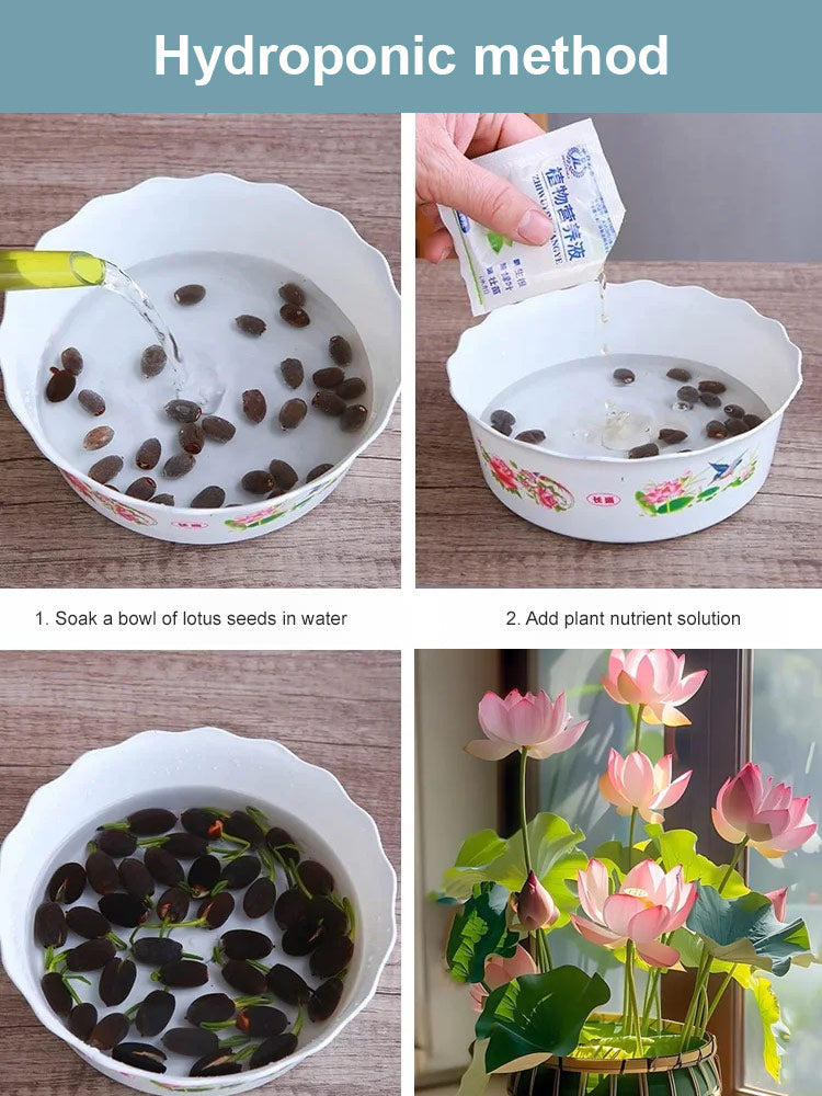 🔥【Fortune-bringing and fortune-bringing】Ornamental water-cultured lotus